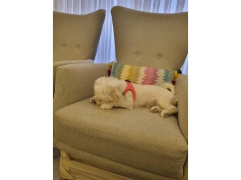 4 aylık aşılı tuvalet eğitimli dişi maltese terrier