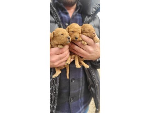 Poodle bebeklerimiz