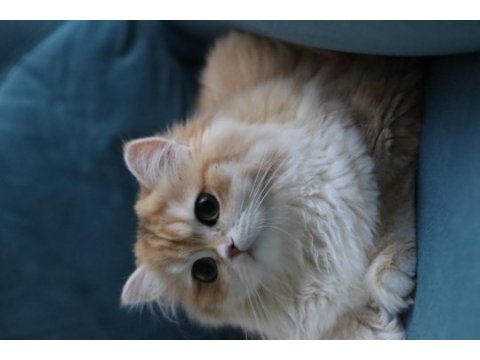 British longhair dişi kedimiz