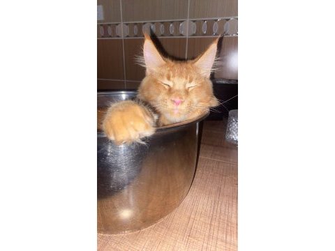 Tatlı maine coon kedimiz