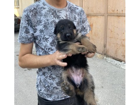Baba şecereli alman kurdu yavruları