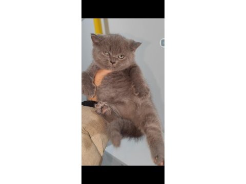 British shorthair kedisi