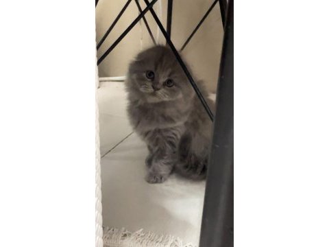 Scottish fold yavruları