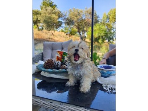 Sevimli morkie yavrular 