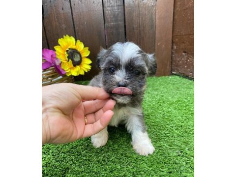 Morkie bebeğimiz