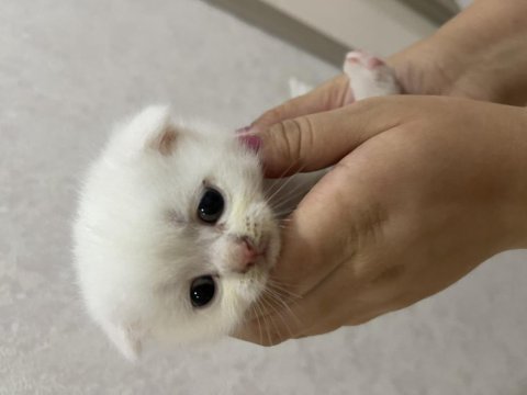 Scottish fold yavru beyaz ve gri