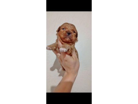 Rezerve açık kg cm garantili tuvalet eğitimli köpekler