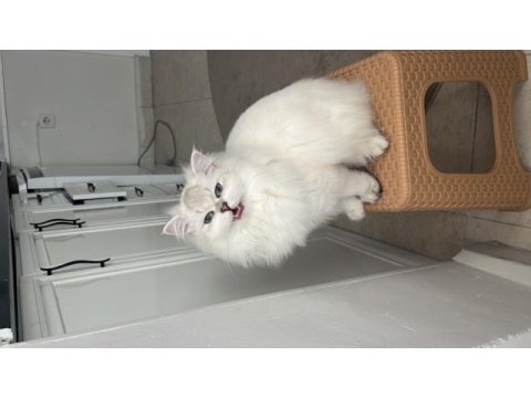 British longhair kedisi