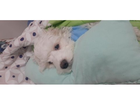 Maltese terrier 6 aylık erkek