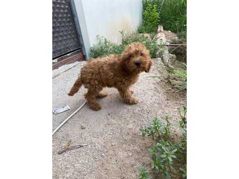 2 aylık poodle ayarında cockapoo