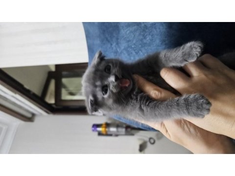 Scottish fold kedisi