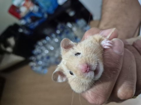 Teddy bear ayı surat siyah göz uysal suriye hamster