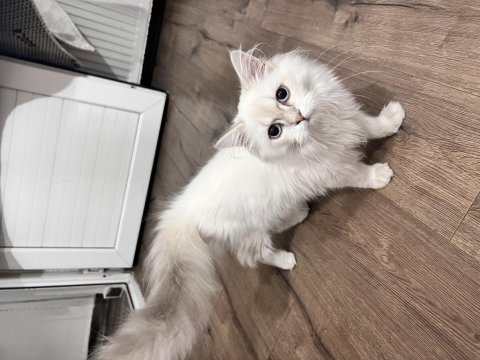 Ücretsiz british longhair kedisi
