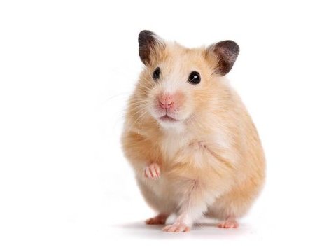 2 katlı kafesi ile birlikte gonzales ve hamster çeşitleri
