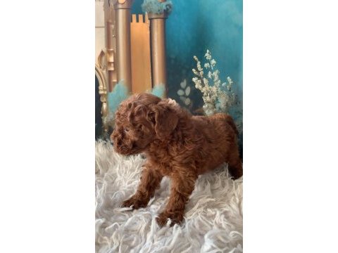 Irk garantili toy poodle yavru köpekler