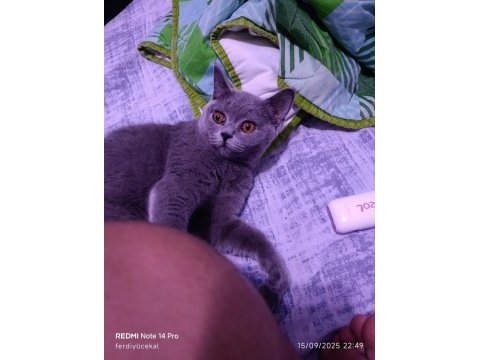 Sahibinden british shorthair