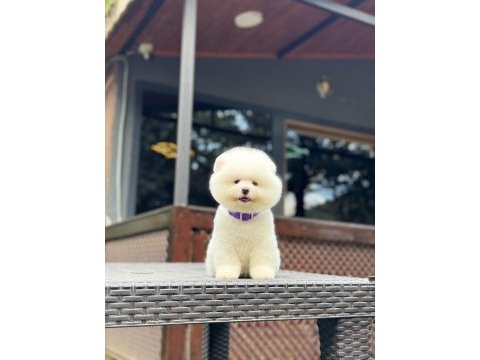A kalite pomeranian boo