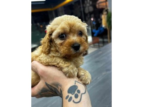 Koyu kahve maltipoo yavrularım