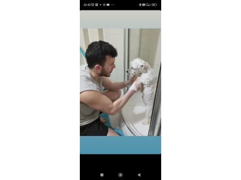 Maltese terrier kızımı sahiplendiriyorum