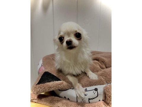 Micro chihuahua