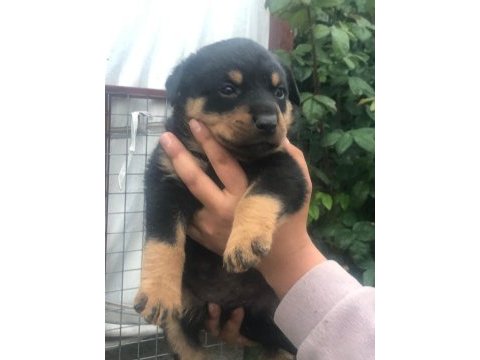 Koca kafa macar rottweiler