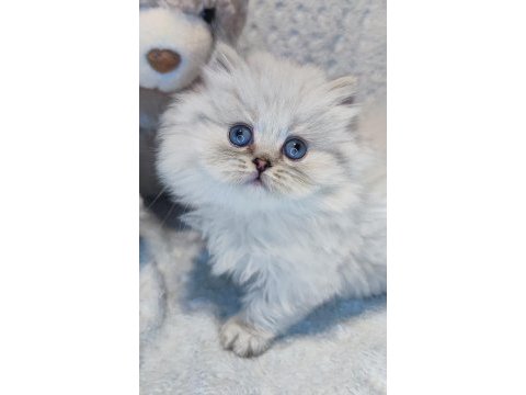 Harika bir minik british longhair