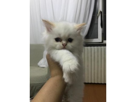 British red point yavrular
