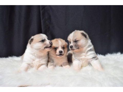 Japon akita yavrular