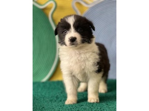 Zeka küpü ırk garantili border collie yavrular