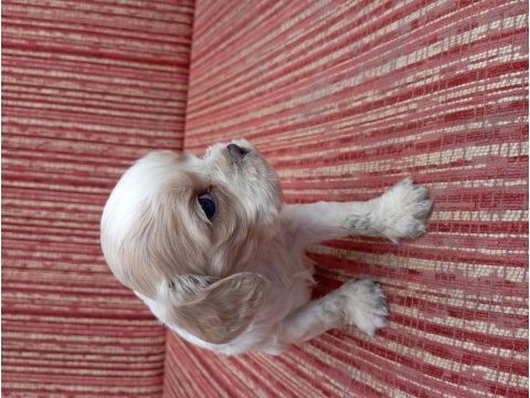Cavalier king charles bebişler