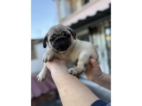 Pug mops yavruları