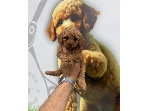 Toy poodle yavrularımız