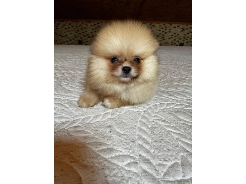 Blue merle pomeranian boo yavrular