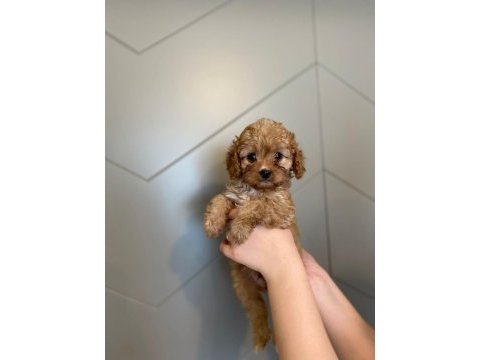 Toy poodle