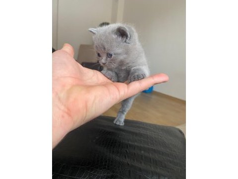 6 ocak doğumlu british shorthair yavrular