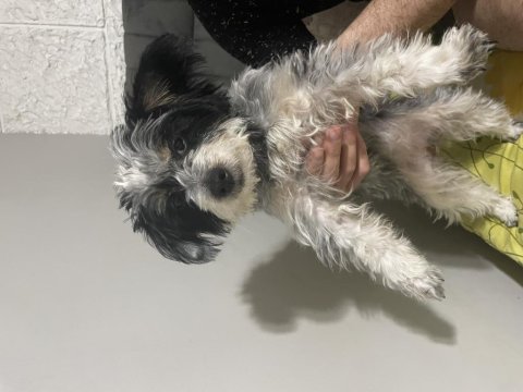 Köpeğimiz şilaya geçici yuva