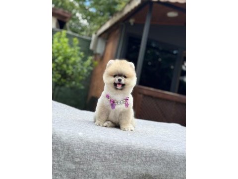 Yavru pomeranian boo köpeklerimiz
