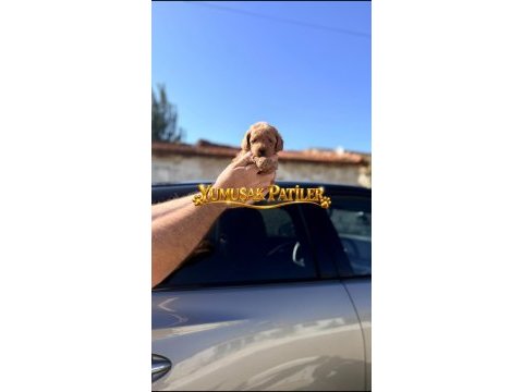 Toy poodle dişi - erkek