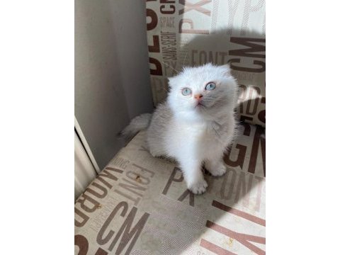 Kendini deli gibi sevdiren scottish fold yavrularım
