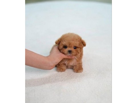Eşsiz güzellikte maltipoo yavrusu 