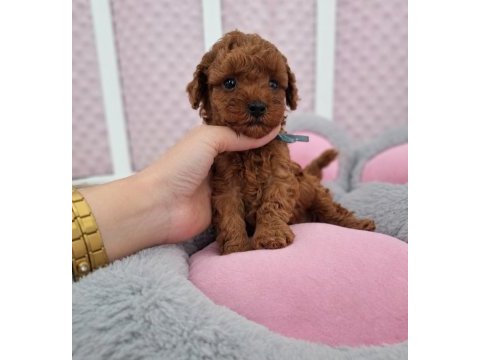 Toy poodle yavrular güvenilir çiftlikten