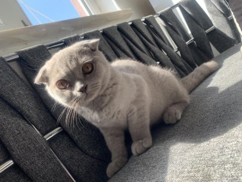 Scottish fold lilac renk