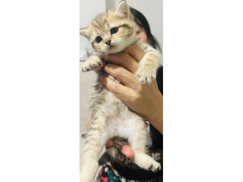 British shorthair yavrular