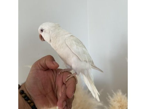 8 aylık albino monk papağanı