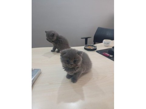 Blue british shorthair bal bebekler