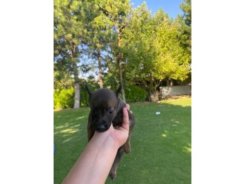 Malinois bebekler yeni yuvalarını bekliyorlar
