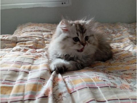 Gri british longhair (çok yaramaz)