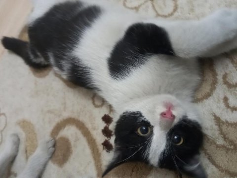 Tekir yavru kediler