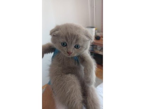 Lilac ve gri scottish kardeşler teslime hazır