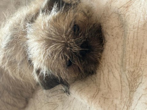 Kahve shih tzu köpekler